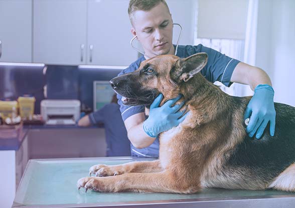 Kisállat biztosítással rendelkező német juhászt vizsgál az állatorvos